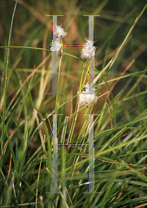 Picture of Eriophorum angustifolium 