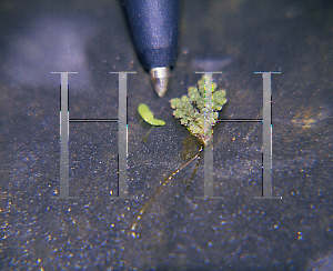 Picture of Azolla caroliniana 