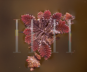 Picture of Azolla caroliniana 