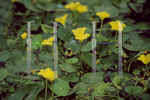 Picture of Nymphoides peltata 