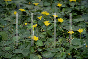 Picture of Nymphoides peltata 