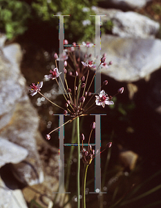 Picture of Butomus umbellatus 