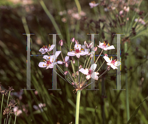 Picture of Butomus umbellatus 