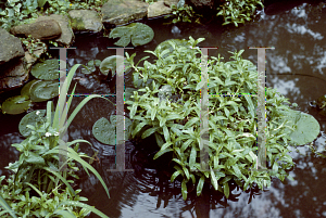 Picture of Myosotis scorpioides 