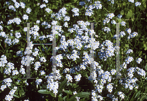 Picture of Myosotis scorpioides 