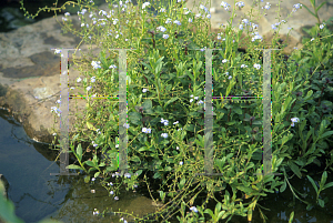 Picture of Myosotis scorpioides 