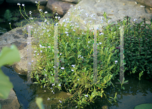 Picture of Myosotis scorpioides 