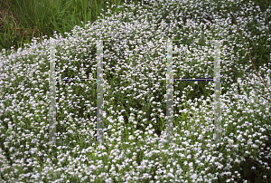 Picture of Myosotis scorpioides 