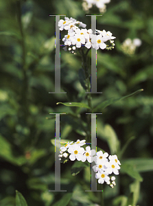 Picture of Myosotis scorpioides 'Alba'