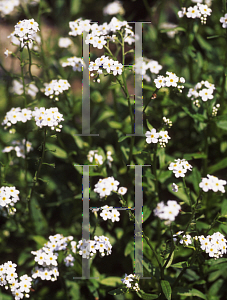 Picture of Myosotis scorpioides 'Alba'