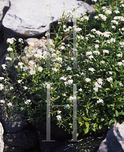 Picture of Myosotis scorpioides 'Alba'