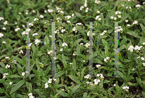 Picture of Myosotis scorpioides 'Alba'