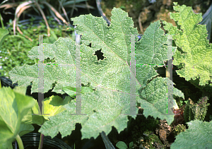 Picture of Gunnera manicata 