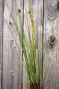 Picture of Juncus effusus 'Gold Strike'