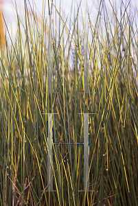 Picture of Juncus effusus 'Gold Strike'