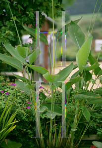 Picture of Thalia dealbata 