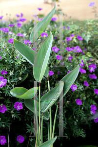 Picture of Thalia dealbata 