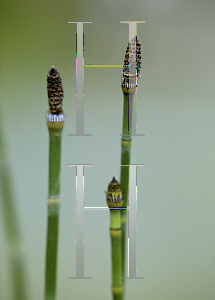 Picture of Equisetum hyemale 