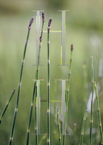 Picture of Equisetum hyemale 