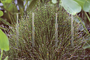 Picture of Equisetum scirpoides 