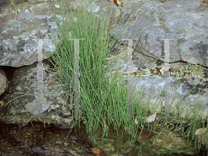 Picture of Equisetum scirpoides 