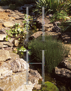 Picture of Equisetum scirpoides 