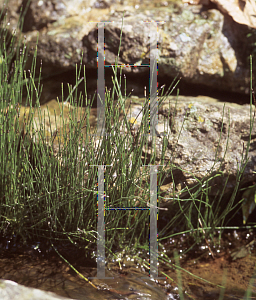 Picture of Equisetum scirpoides 
