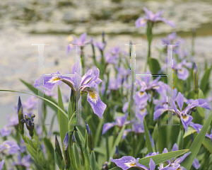 Picture of Iris versicolor 