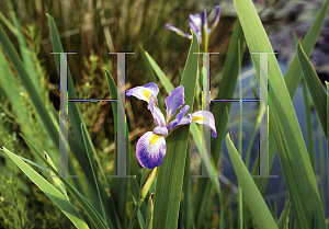 Picture of Iris versicolor 