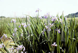 Picture of Iris versicolor 