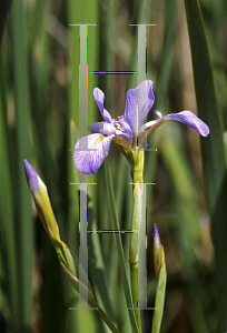 Picture of Iris versicolor 