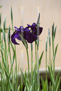 Picture of Iris ensata 'Variegata'