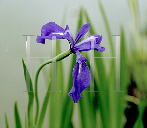 Picture of Iris laevigata 