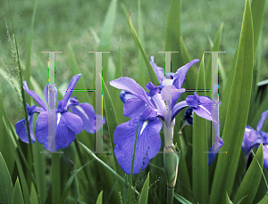 Picture of Iris laevigata 'Cobalt Blue'