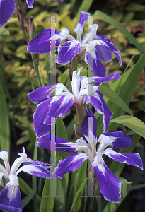 Picture of Iris laevigata 'Colchester'