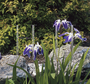 Picture of Iris laevigata 'Colchester'