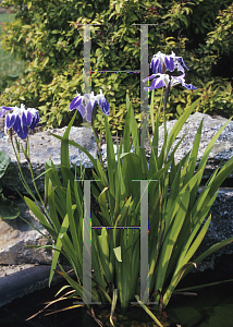 Picture of Iris laevigata 'Colchester'