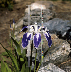 Picture of Iris laevigata 'Colchester'