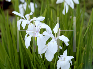 Picture of Iris laevigata 'Snowdrift'