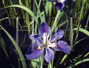 Picture of Iris louisiana hybrids 