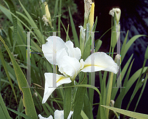 Picture of Iris louisiana hybrids 