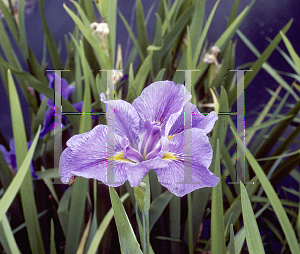 Picture of Iris louisiana hybrids 