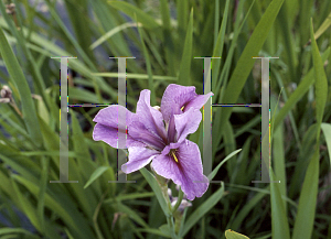 Picture of Iris louisiana hybrids 