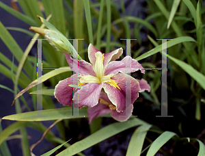 Picture of Iris louisiana hybrids 