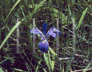 Picture of Iris louisiana hybrids 