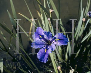 Picture of Iris louisiana hybrids 