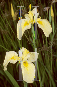 Picture of Iris louisiana hybrids 