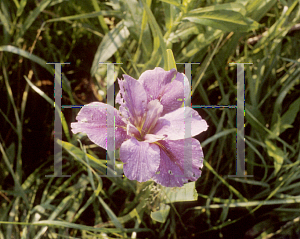 Picture of Iris louisiana hybrids 