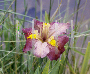 Picture of Iris louisiana hybrids 