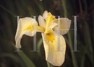 Picture of Iris louisiana hybrids 